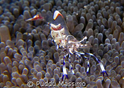 nikon d2x 60mm macro,manado by Puddu Massimo 